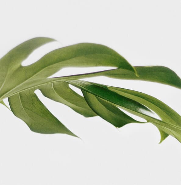 leaf